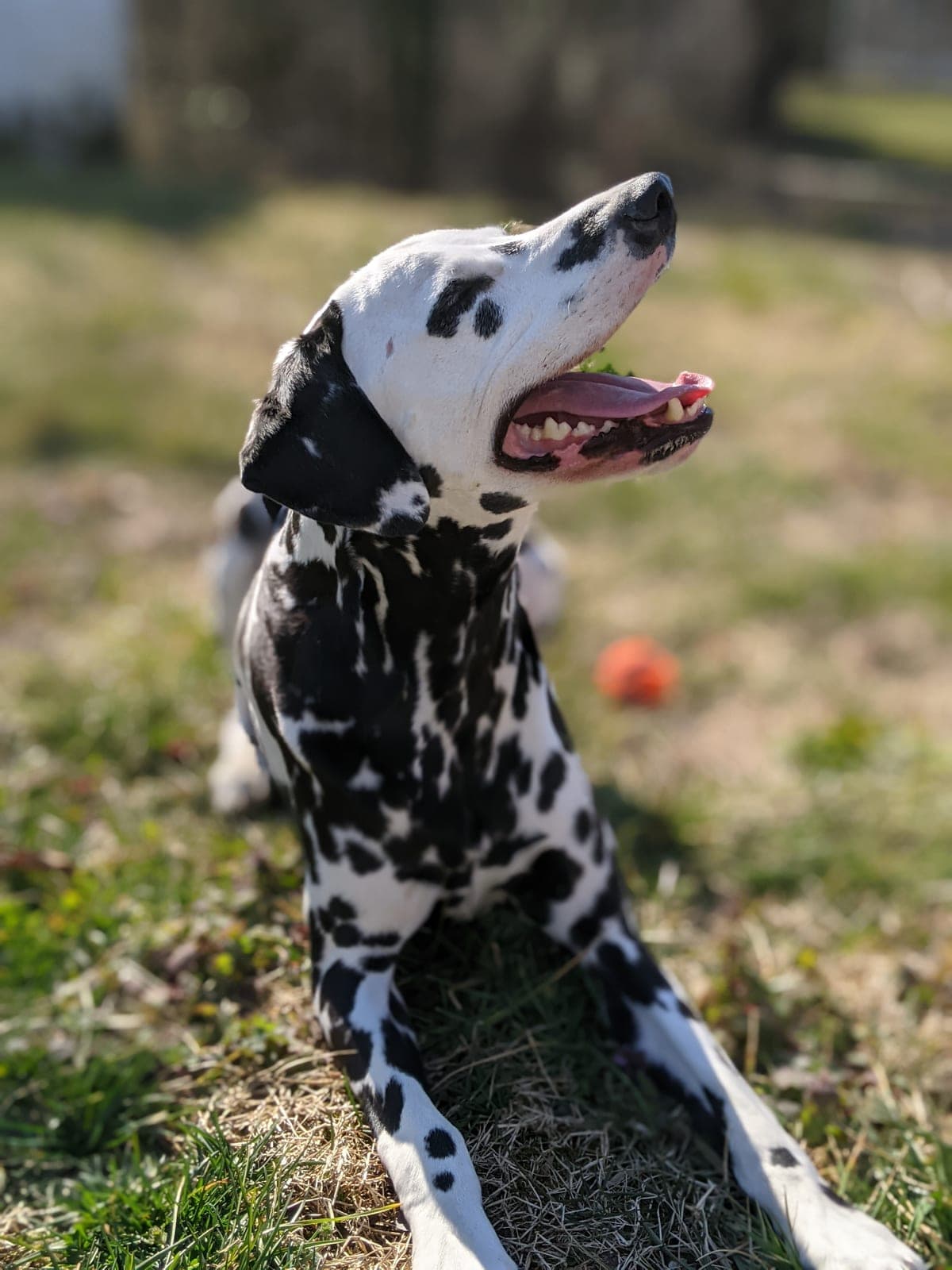 A happy Dalmatian sitting in a sunny field