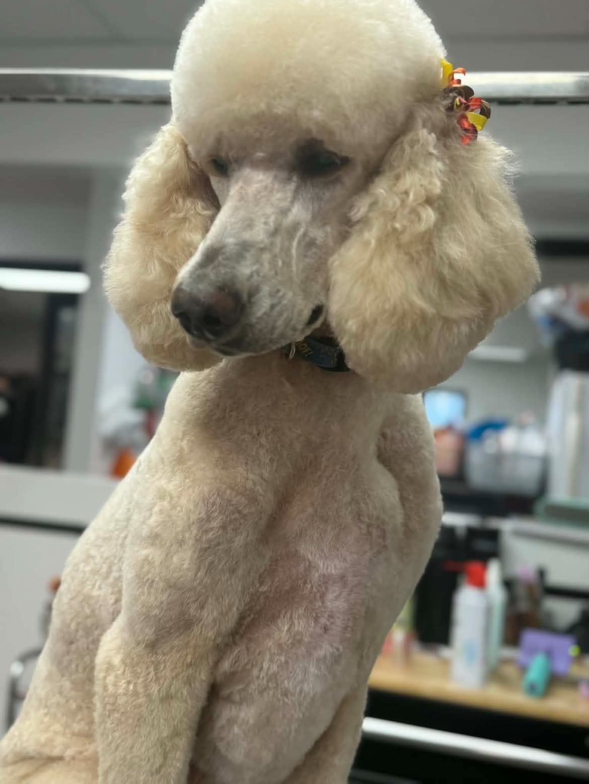 Emma freshly groomed