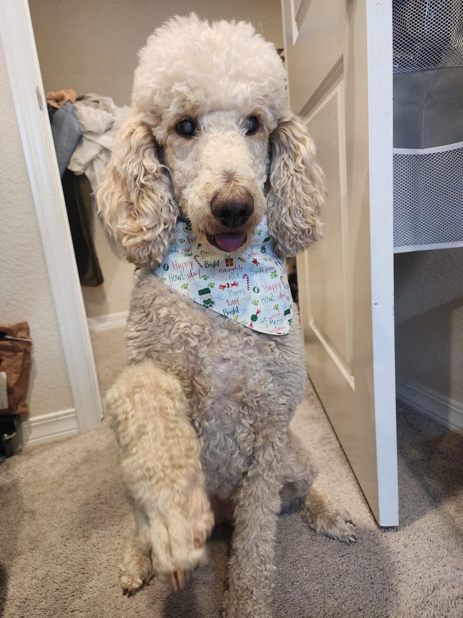 Emma Darling, a cream standard poodle, sitting up with one paw raised at home